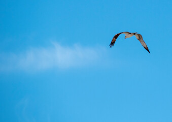 A bird flies over Cocoa Beach in Florida against a backdrop of a bright blue sky on a sunny day, with minimal clouds.