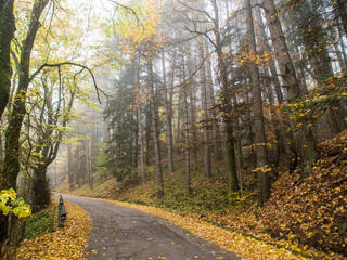 Fototapeta premium Italia, Toscana, Firenze, il bosco di Vallombrosa in autunno.