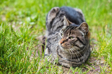Portrait of a gray tabby cat with long whiskers.