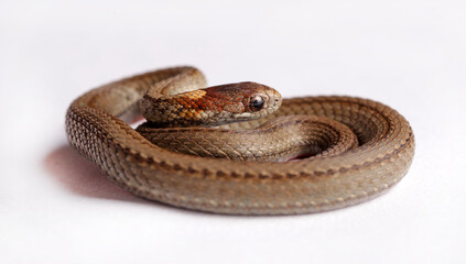 Northern red-belly snake.