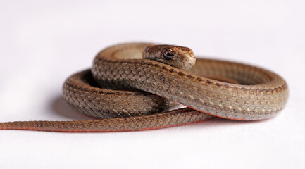 Northern red-belly snake.