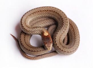 Northern red-belly snake.