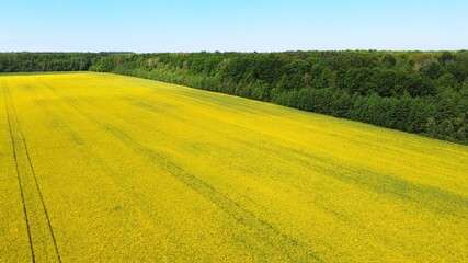 Aerial View of blooming rapeseed field. Yellow field of flowering rape. Green energy plant. Summer background with bright agriculture field