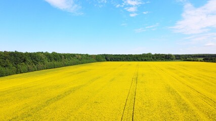 Fototapeta na wymiar Aerial View of blooming rapeseed field. Yellow field of flowering rape. Green energy plant. Summer background with bright agriculture field