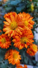 orange chrysanthemum flower