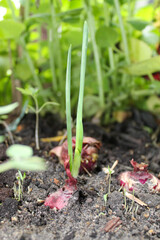 plant