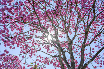 cherry blossom