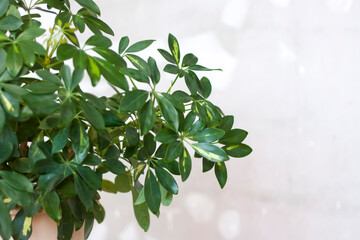 Pot with a home plant on the background of an untreated wall.