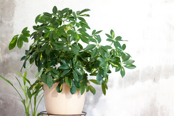 Pot with a home plant on the background of an untreated wall. Home or room decorations.