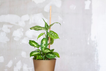 Pot with a home plant on the background of an untreated wall. Home or room decorations. Dieffenbachia or dumbcane in the pot.