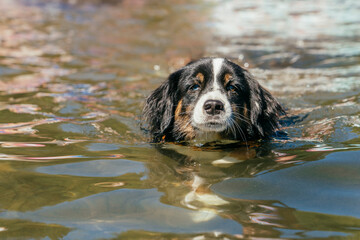 Australian Shepherd dog swimming in lake 