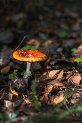 red mushroom in the forest