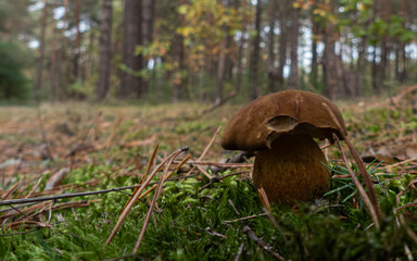 wild mushroom in the forest on an autumn afternoon