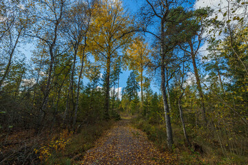 Obraz premium Amazing beauty on road in autumn forest on blue sky with white clouds. Beautiful autumn nature backgrounds.