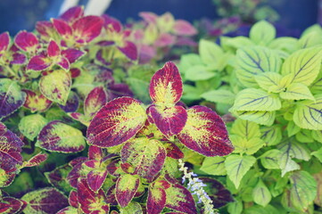 Beautiful colorful Coleus leaf in a graden