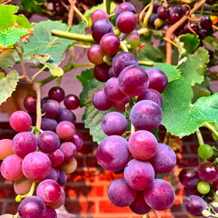 Weintrauben an einer Rebe