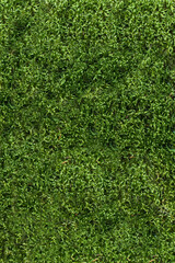 green grass background