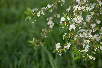 Spring Cherry blossoms, white flowers. Blurred background.