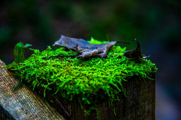 moss in the autumn undergrowth two