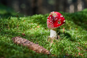 inedible forest mushroom - 389969438