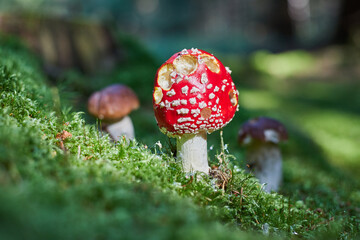 inedible forest mushroom, red cinquefoil and spruce boletus - 389969468