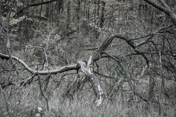 Dead tree in the wild forest in late autumn time