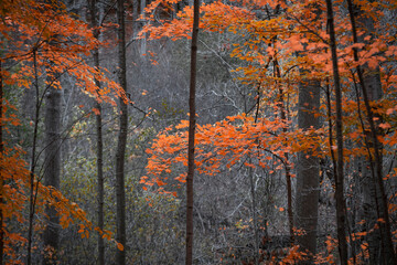 Colorful Maple trees in the forest during late autumn time