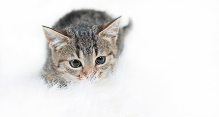 Cute little tabby kitten lying on fur white blanket