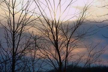 Fototapeta na wymiar Trees in winter time against colorful sky background