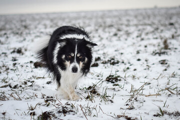 Tricolor border collie is going on the field in the snow. He is so fluffy dog.