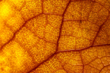 Close up shot of autumn leaf details with backlit lighting
