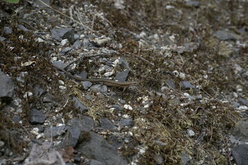 Eidechse Steine Boden