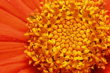 Close up shot of Gerbera daisy flower inside details