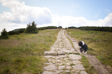 Portrait of border collie on the road in czech mountain Krkonose. He is so funny
