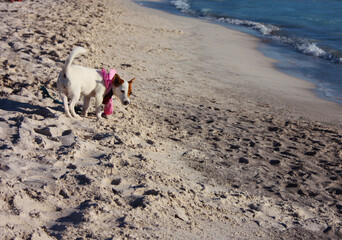 Fototapeta premium female puppy of dog breed jack russell terrier by the sea on the sandy beach at sunset