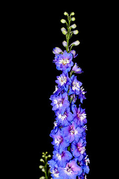 Tall Blue Delphinium flower isolated on black background