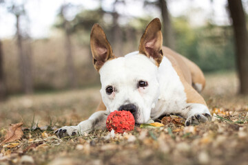 Cute American Staffordshire Terrier playing with a ball. in the park