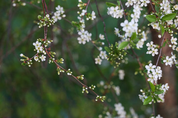 Spring Cherry blossoms, white flowers. Blurred background.