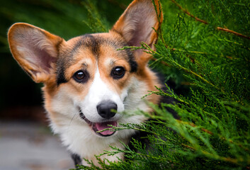 funny corgi dog peeping outdoors