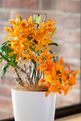Blooming orange orchid dendrobium Stardust in pot on the window. Home interior flowers