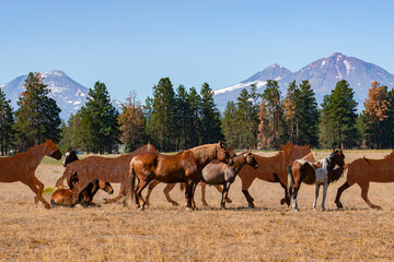 Horses resting in meadow