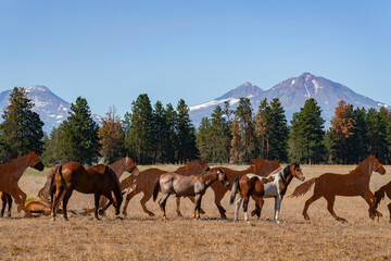 Fototapeta na wymiar Horses and mountains