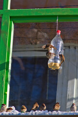 Birds sparrows feed from a homemade plastic bottle feeder in winter. Many birds in the feeder....