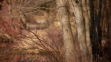 Close up shot of trees and branches in sepia color tone
