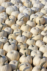Fototapeta premium Several white pumpkins up for sale in the market.