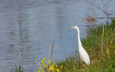 Great white egret by the lake 