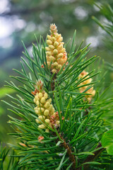 Fototapeta premium Pine branch with cones on a blurred natural background close-up.
