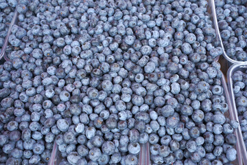 close up of fresh blueberries