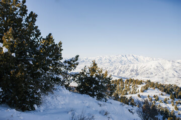 Fir trees covered with snow in the forest in winter on a Sunny day in the mountains of Uzbekistan