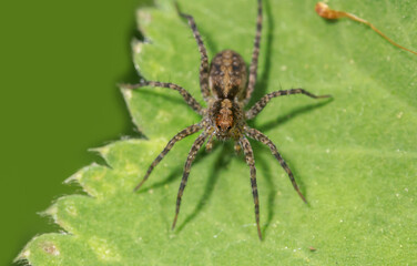 Extreme close up shot of Hobo Spider on a leaf